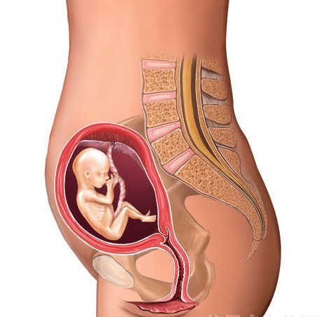 怀孕七个月男胎儿图（b超图）