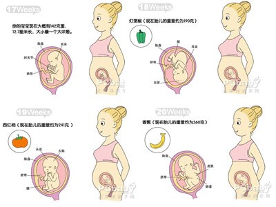 怀孕五个月男胎儿图多大b超图