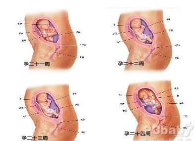 怀孕六个月胎儿图