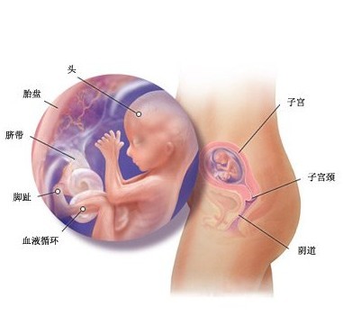 怀孕四个月胎儿图（B超图）