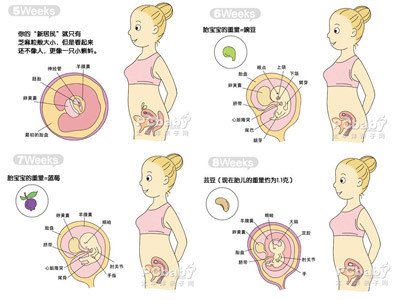 怀孕两个月胎儿多大（怀孕两个月胎儿图）