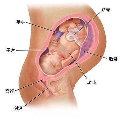 怀孕九个月胎儿图（b超图）