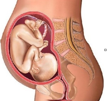 怀孕八个月男胎儿图（b超图）
