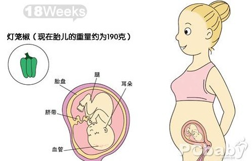 怀孕18周胎儿图 怀孕十八周胎动 饮食注意事项 妈妈育儿网