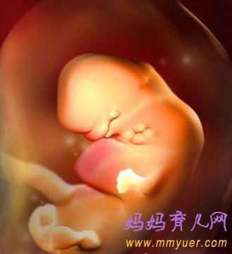 怀孕5周胎儿发育过程3D图