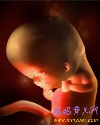 怀孕8周胎儿发育过程3D图