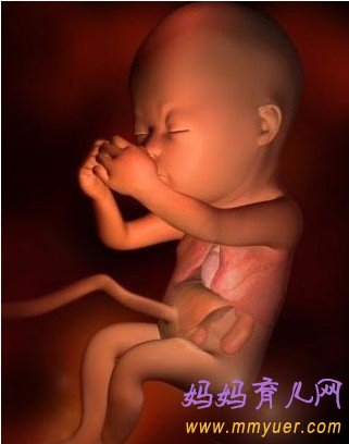 怀孕13周胎儿发育过程3D图