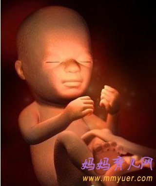 怀孕14周胎儿发育过程3D图