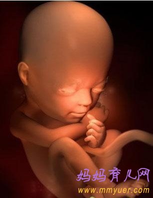 怀孕16周胎儿发育过程3D图