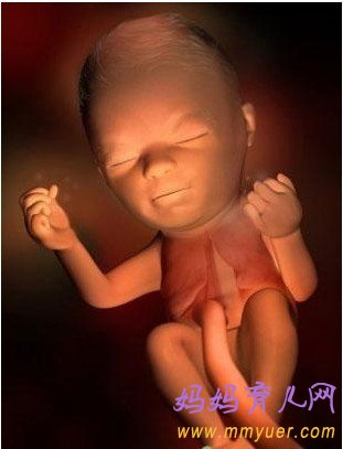 怀孕17周胎儿发育过程3D图