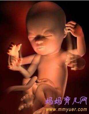 怀孕19周胎儿发育过程3D图