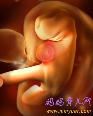 怀孕4周胎儿发育过程3D图