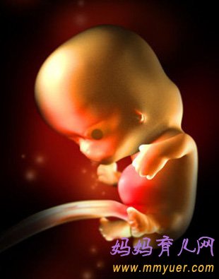 怀孕6周胎儿发育过程3D图