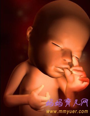 怀孕12周胎儿发育过程3D图