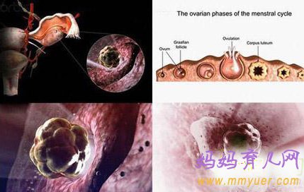 神奇的排卵全过程 解密女人排卵时的感觉