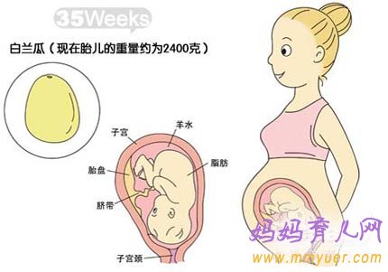 怀孕35周 怀孕35周胎儿图怀孕35周生活饮食注意事项 妈妈育儿网