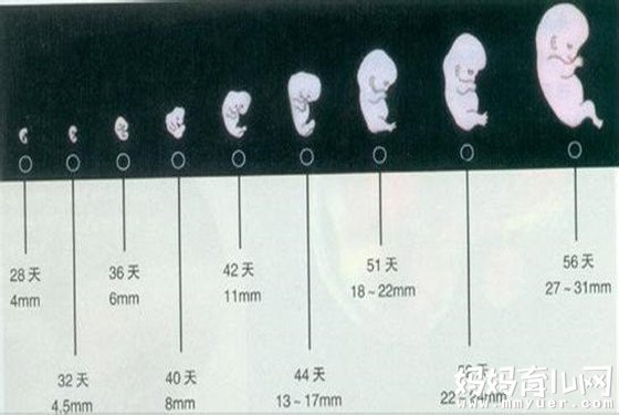 7周孕囊大小对照表图片