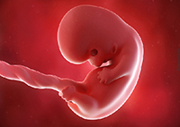 摄影师镜头下的胎儿发育全过程动态图 震惊到你了吗？