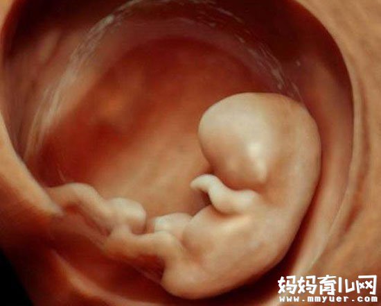 两个月的胎儿有多大?图片