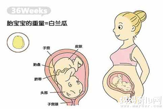 一张图揭秘孕36周胎儿发育标准 1分钟读懂胎儿