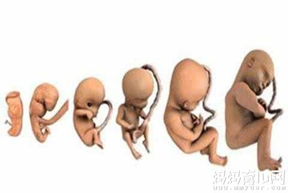 孕32周胎儿发育情况:孕32周胎儿双顶径、股骨