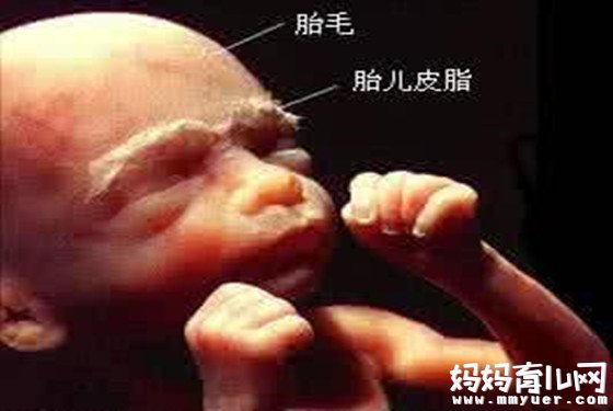 怀孕28周男宝肚型 孕28周胎儿真实图片
