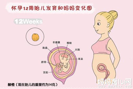 怀孕3个月是宝宝骨骼发育加快的时候