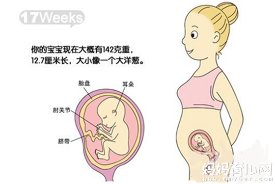 怀孕5个月肚子有多大因人而异 17-20周胎儿变