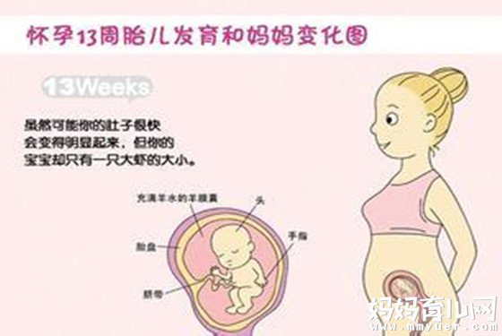 怀孕四个月胎儿长啥样 一张图让你对胎儿