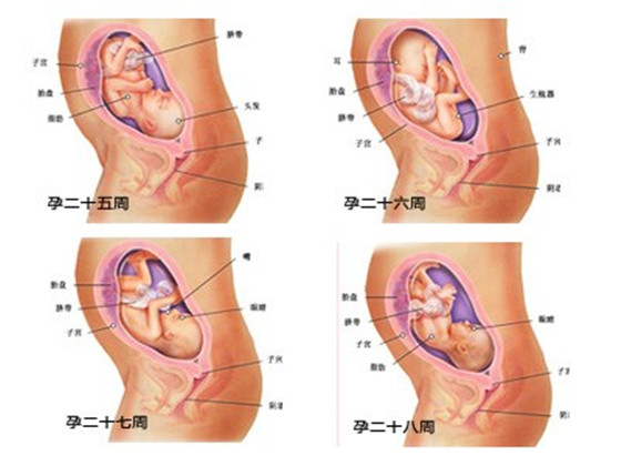 你知道七个月胎儿正常胎位图什么样？来看图“说话”