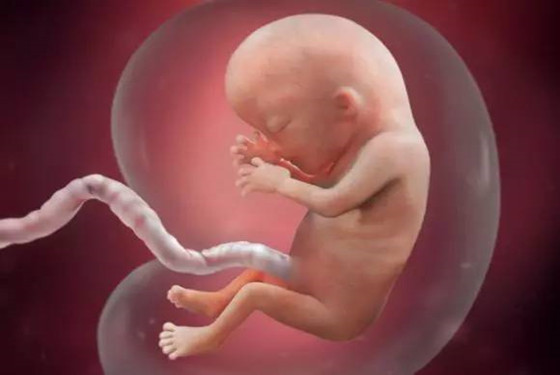 怀孕1一40周真人过程图 孕期胎儿发育对比图片(3)