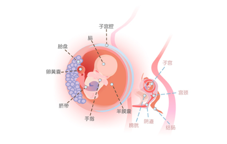怀孕三个月胎儿初具人形,面颊,下颌,眼睑及耳廓已发育成形,颜面更像