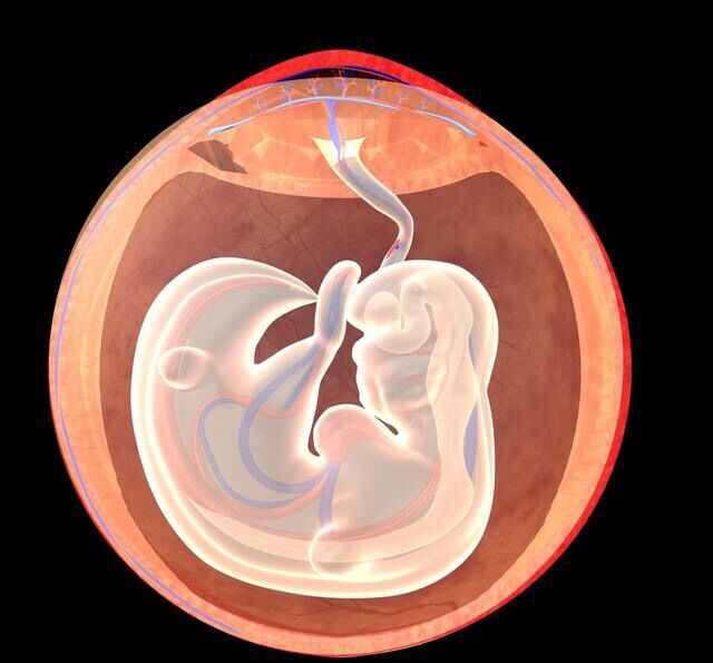 怀孕1个月胚胎是长什么样子的?