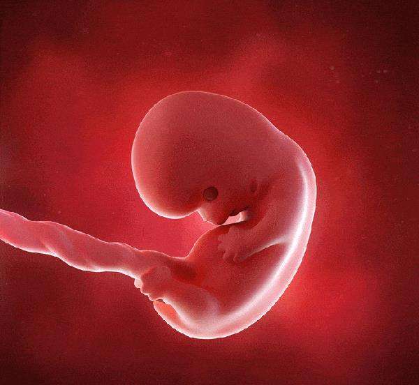 胎儿2个月在腹中图片图片