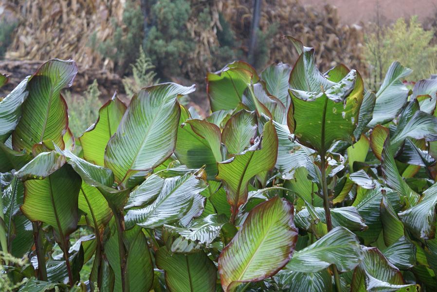 孕妈可不可以吃蕉芋蕉芋的功效与作用介绍