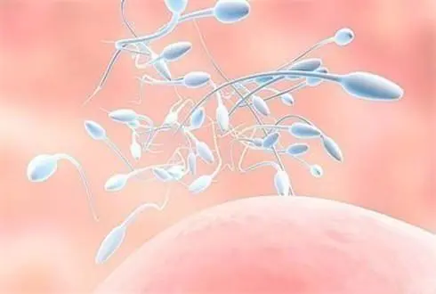 男性备孕吃什么精子质量好 备孕常吃这6类对精子好