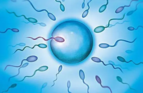 男人怎么调理精子生儿子 三种科学调理方法