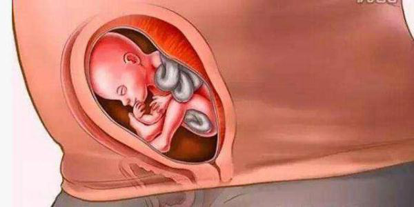 怀胎十月的过程，十月怀胎全过程大揭秘
