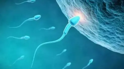 怎么判断精子是否进入子宫