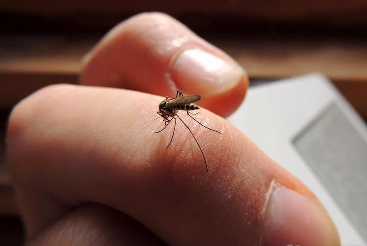 蚊虫叮咬如何快速止痒 四种止痒药物或能帮到你
