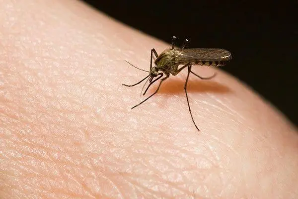 蚊虫叮咬如何快速止痒 四种止痒药物或能帮到你