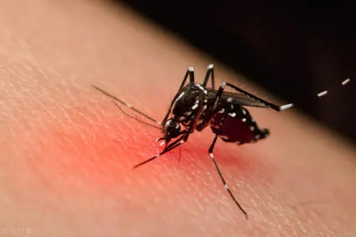 防止蚊虫叮咬的小妙招，6个小窍门有效预防蚊虫叮咬