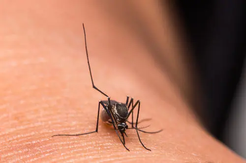 防止蚊虫叮咬的小妙招，6个小窍门有效预防蚊虫叮咬