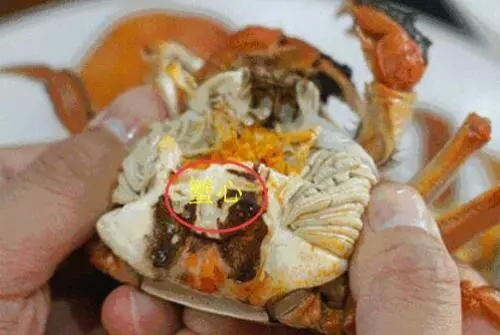 螃蟹不能和什么一起吃 吃完螃蟹这些食物最好忌口