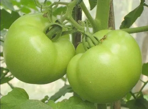 青西红柿