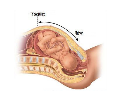 孕妇耻骨是哪个位置？孕妇耻骨位置图片