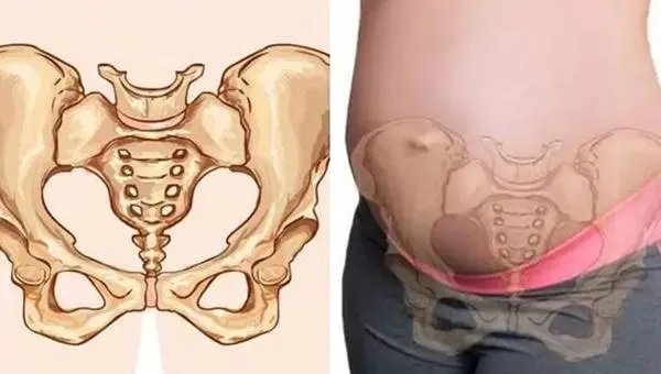 孕妇耻骨是哪个位置？孕妇耻骨位置图片