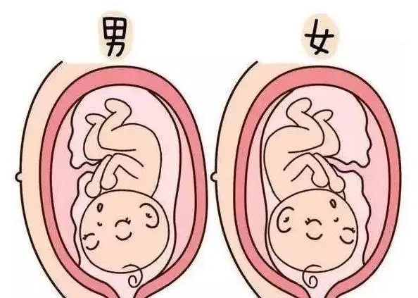 6一7周孕囊大小看男女